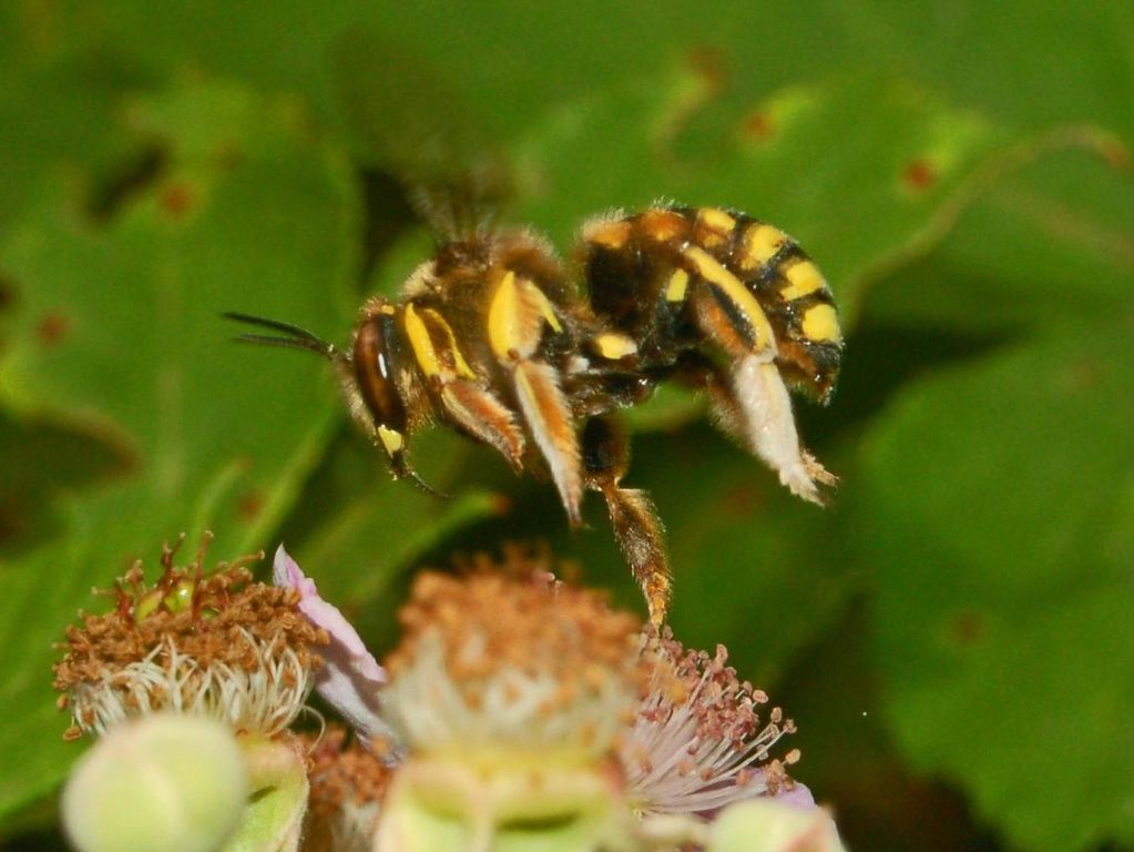 Galleria di insetti in volo